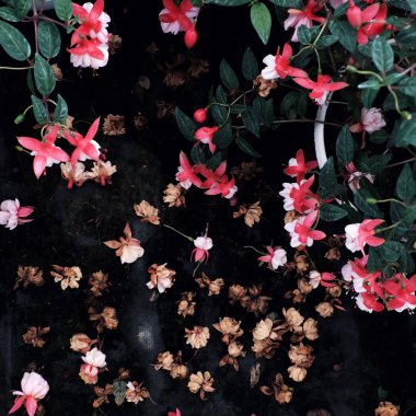 pembe hardy fuşya çiçek açan ve çiçekler bahçede düşmek