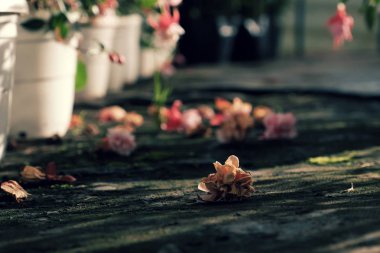 pembe hardy fuşya çiçek açan ve çiçekler bahçede düşmek