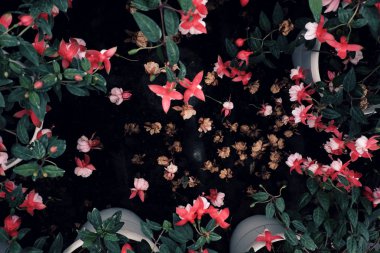 pembe hardy fuşya çiçek açan ve çiçekler bahçede düşmek