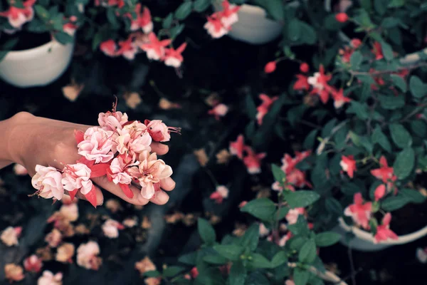 Zbliżenie różowe Hardy kwiatów fuksji na rękę kobiety — Zdjęcie stockowe