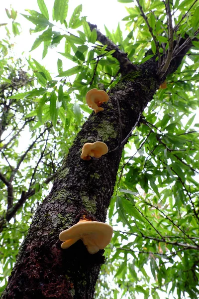Seta amarilla en el tronco del árbol, setas silvestres peligro por veneno — Foto de Stock