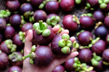bulanık mangostana garcinia ba kadın elinde üç mangosten