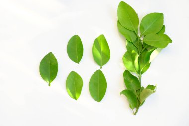 Üst manzara yeşil kireç yaprakları beyaz sırtında dikenli dallar