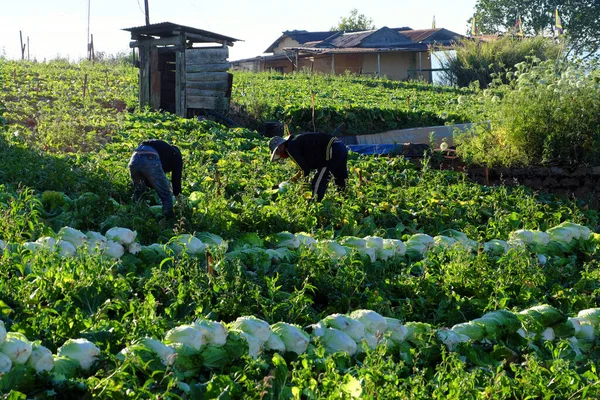 Lat Viet Nam Feb 2018 Campesino Vietnamita Cosecha Col Campo —  Fotos de Stock