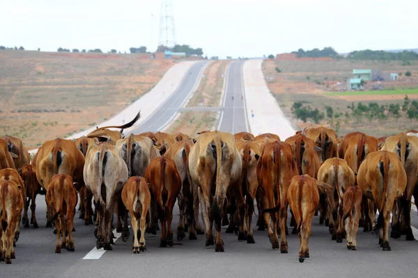 Funny Scene Vietnamese Countryside Evening Herd Cows Walk Forward Horizontal — Stock Photo, Image