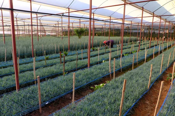 Female Vietnamese farmer working indoor greenhouse at Da Lat, Viet Nam, agriculture field with many carnation flower beds, new crop for spring