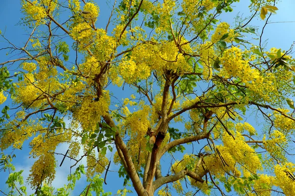 Frumos Copac Duș Auriu Înflorește Galben Buchet Flori Parc Orașul — Fotografie, imagine de stoc