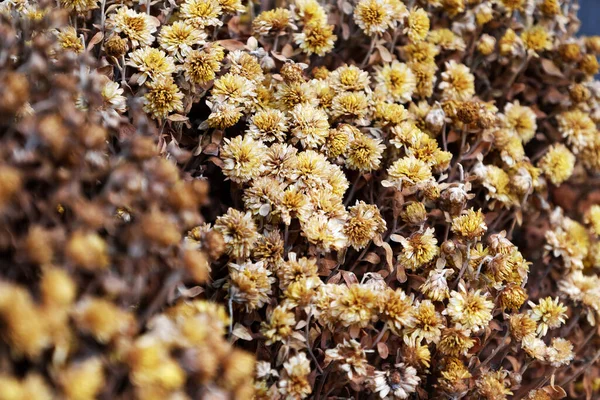 Torkad Liten Tusensköna Blomma Bakgrund Blomma Kruka Efter Tet Semester — Stockfoto