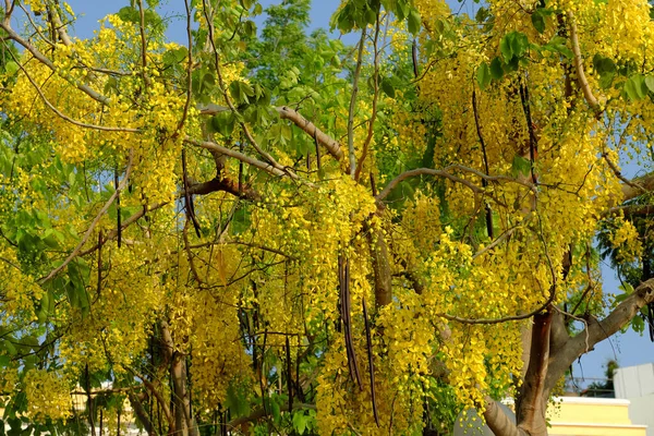 Frumos Copac Duș Auriu Înflorește Galben Buchet Flori Parc Orașul — Fotografie, imagine de stoc