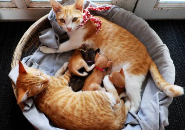 Yüksek görüşlü turuncu kedi ailesi kapının yanında bambu sepetine uzandı. Anne kedi, kedi kardeş ve emziren dört yeni doğmuş kedi yavrusu. 