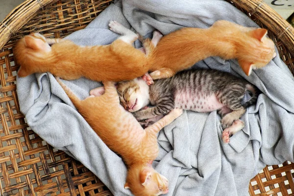 Vtipná Scéna Výhledu Čtyřmi Novorozenými Koťaty Spící Spolu Roztomilé Humorné — Stock fotografie