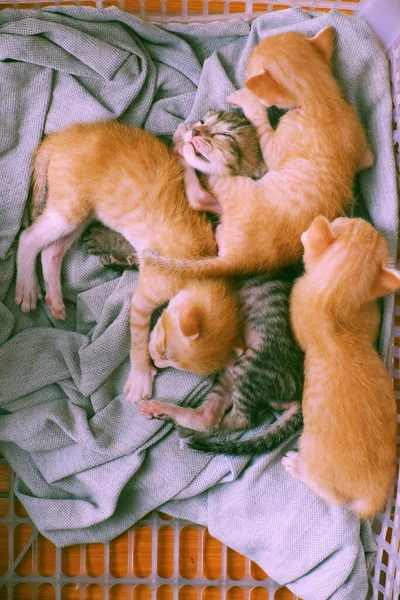 Funny Scene High View Four Newborn Kitten Sleeping Together Cute — Stock Photo, Image