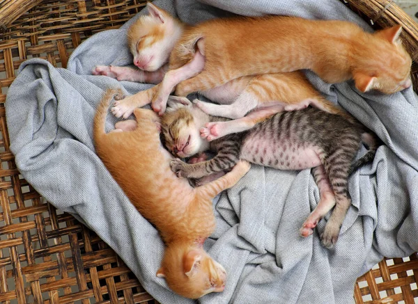 Vtipná Scéna Výhledu Čtyřmi Novorozenými Koťaty Spící Spolu Roztomilé Humorné — Stock fotografie