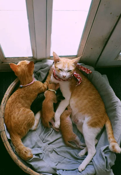 高ビューオレンジ色の猫の家族は 猫の妹と4つの新しい生まれ子猫の母乳近くの竹籠に一緒に横たわっていた — ストック写真