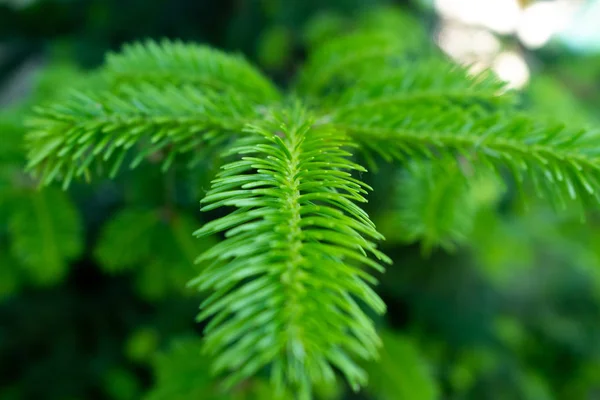 Photo of a young pine branch in macro with soft focus — Stock Photo, Image