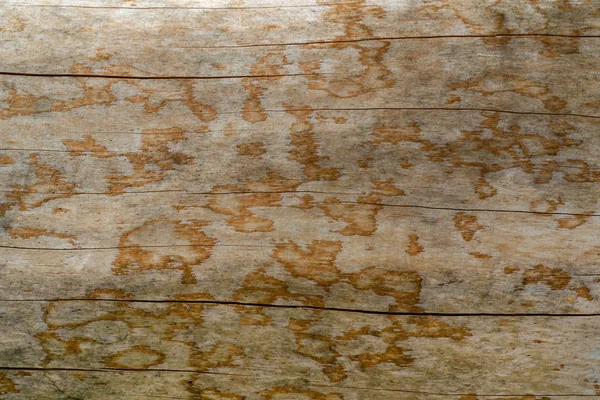 Текстура натурального дерева с необычной структурой — стоковое фото