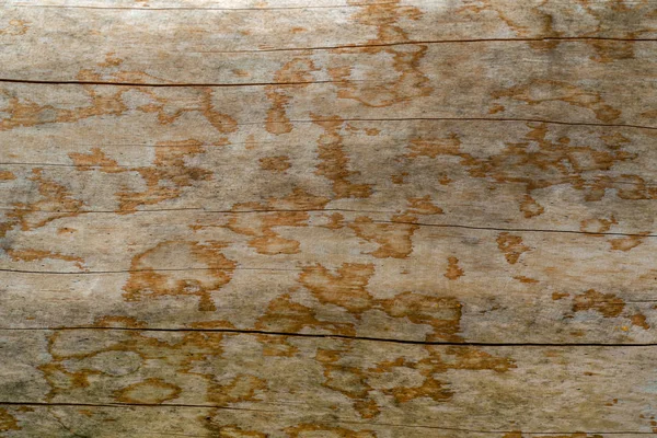 Textura de uma árvore natural com uma estrutura incomum — Fotografia de Stock