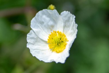 yumuşak bir odak doğal bir arka plan üzerinde beyaz bir çiçek makro çekim