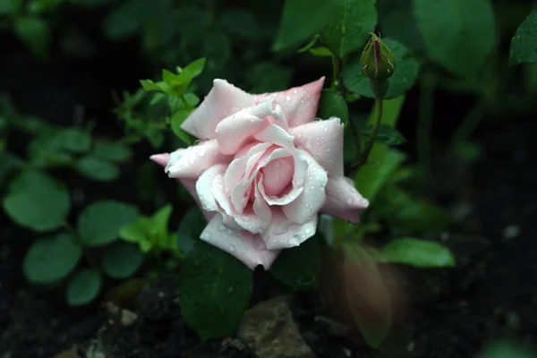 Makro strzał Białej Róży w miękkiej ostrości — Zdjęcie stockowe