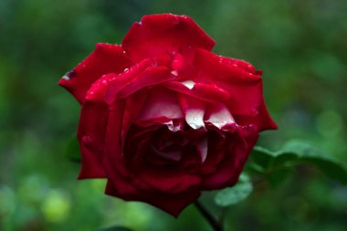 yumuşak odak kırmızı gül makro çekim