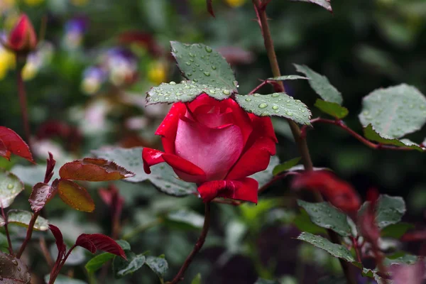 Makro strzał czerwonej róży w miękkiej ostrości — Zdjęcie stockowe