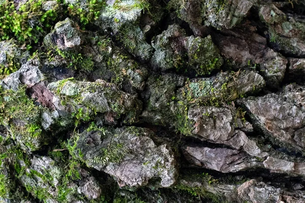 クローズアップで天然木樹皮の質感 — ストック写真