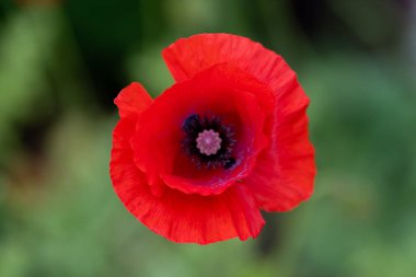 yumuşak odak çim arka plan karşı kırmızı çiçeklermakro çekim