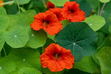 yumuşak odak çim arka plan karşı kırmızı çiçeklermakro çekim