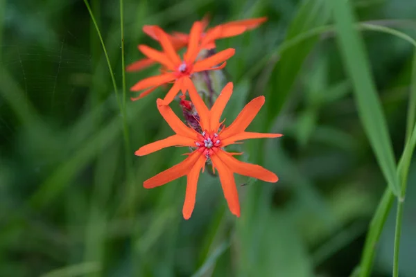 Macro colpo di fiori rossi sullo sfondo di erba a fuoco morbido — Foto Stock