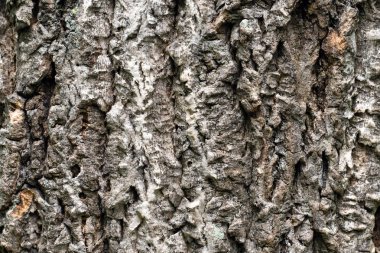 yakın doğal ahşap kabuğu dokusu