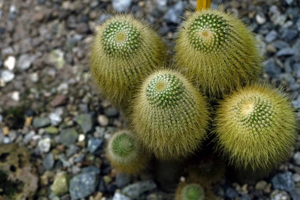 Zdjęcie kaktusów na ziemi skalistej — Zdjęcie stockowe