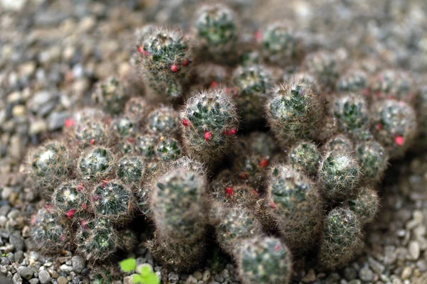 Foto de un cactus en suelo rocoso —  Fotos de Stock