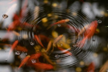 su çevreleri ile gölet altın ve kırmızı balıklar