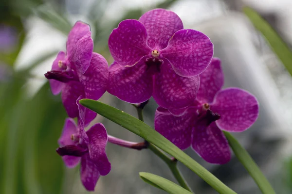 Phalaenopsis rosa, orchidea rosa da vicino a fuoco morbido — Foto Stock