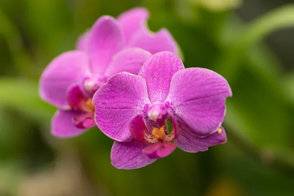 Phalaenopsis rosa, orchidea rosa da vicino a fuoco morbido — Foto Stock