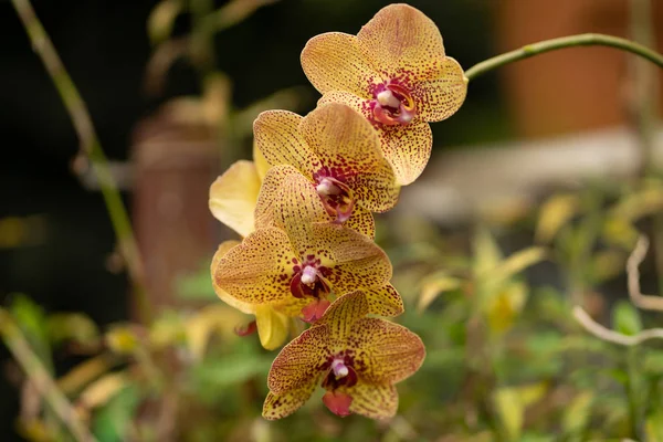 Phalaenopsis ibrido, orchidea tigre in primo piano — Foto Stock