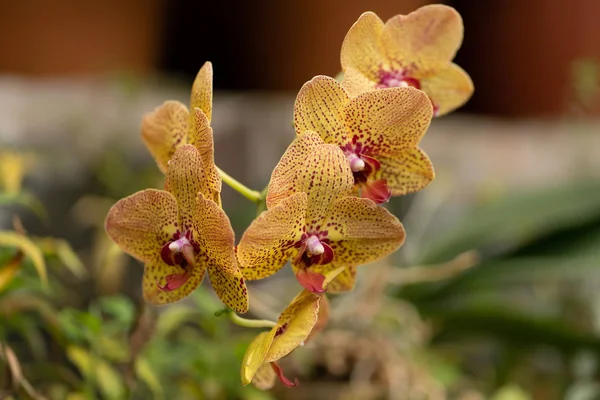 Phalaenopsis ibrido, orchidea tigre in primo piano — Foto Stock