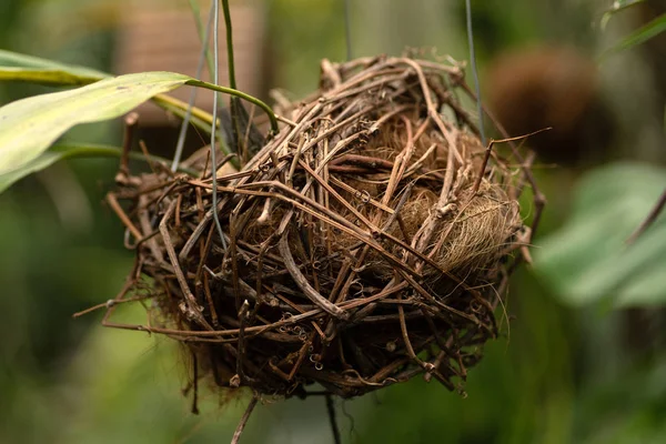 Bird Nest sammansättning i bakgrunden av växter — Stockfoto