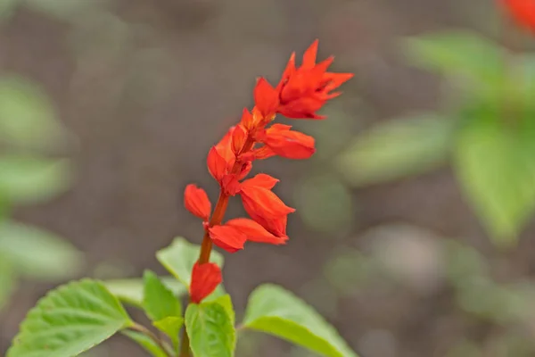 Foto del fiore rosso sulla pianta da giardino — Foto Stock