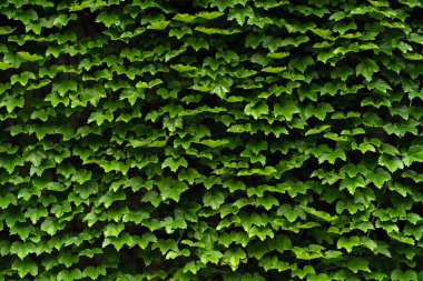 bir duvarda yeşil çit doku