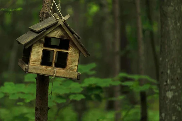 Фото деревянного скворечника в холодном летнем лесу — стоковое фото