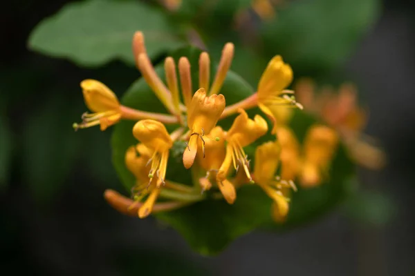Gele bloem op een tak close-up — Stockfoto