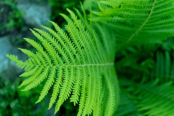 Photo de la feuille de fougère en gros plan — Photo