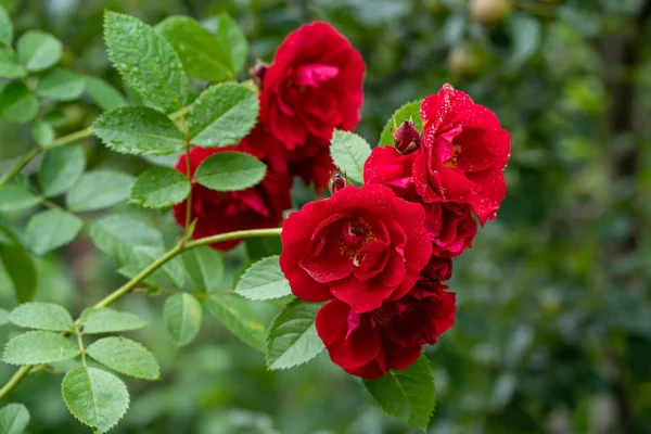 Zbliżenie Zdjęcia czerwonych róż w miękkiej ostrości i z kropli deszczu — Zdjęcie stockowe