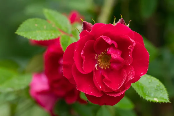 Zbliżenie Zdjęcia czerwonej róży w miękkiej ostrości i z kroplami deszczu — Zdjęcie stockowe