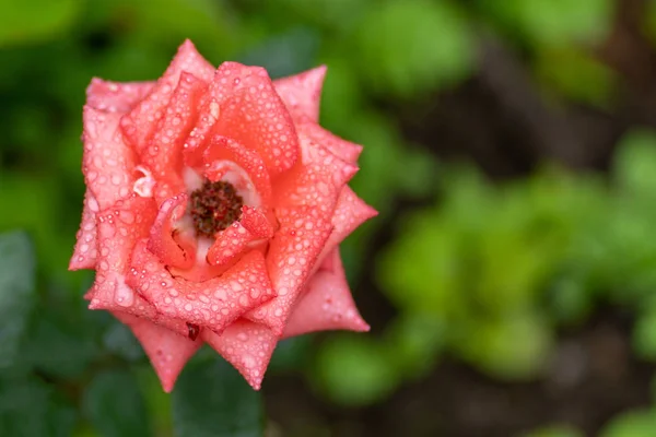 Zbliżenie Zdjęcia różowej róży w miękkiej ostrości i z kroplami deszczu — Zdjęcie stockowe