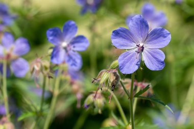 Doğal arka plan. Yumuşak odakta viyola çiçek görüntüsü