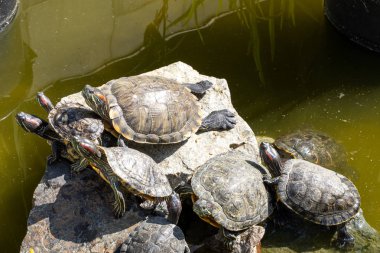 Doğal arka plan. Göletteki taşın tadını çıkarıyor kaplumbağaların görüntüsü