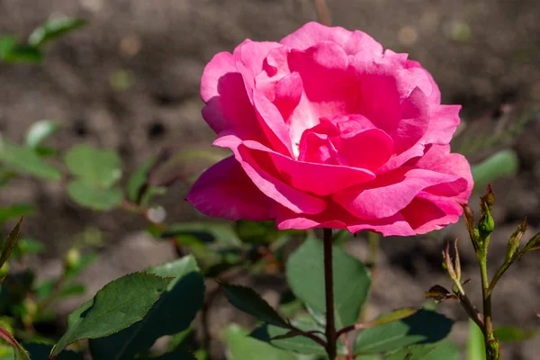 Doğal arka plan. Fuşya görüntüsü yakın bir dalda yükseldi