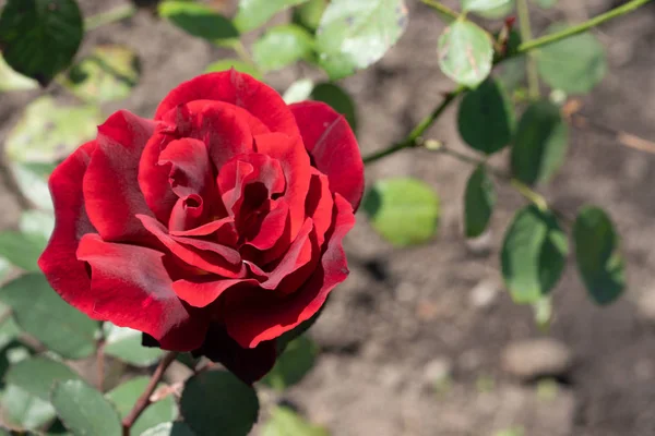 Doğal arka plan. Yakın çekimde bir dalüzerinde kızıl gül görüntüsü